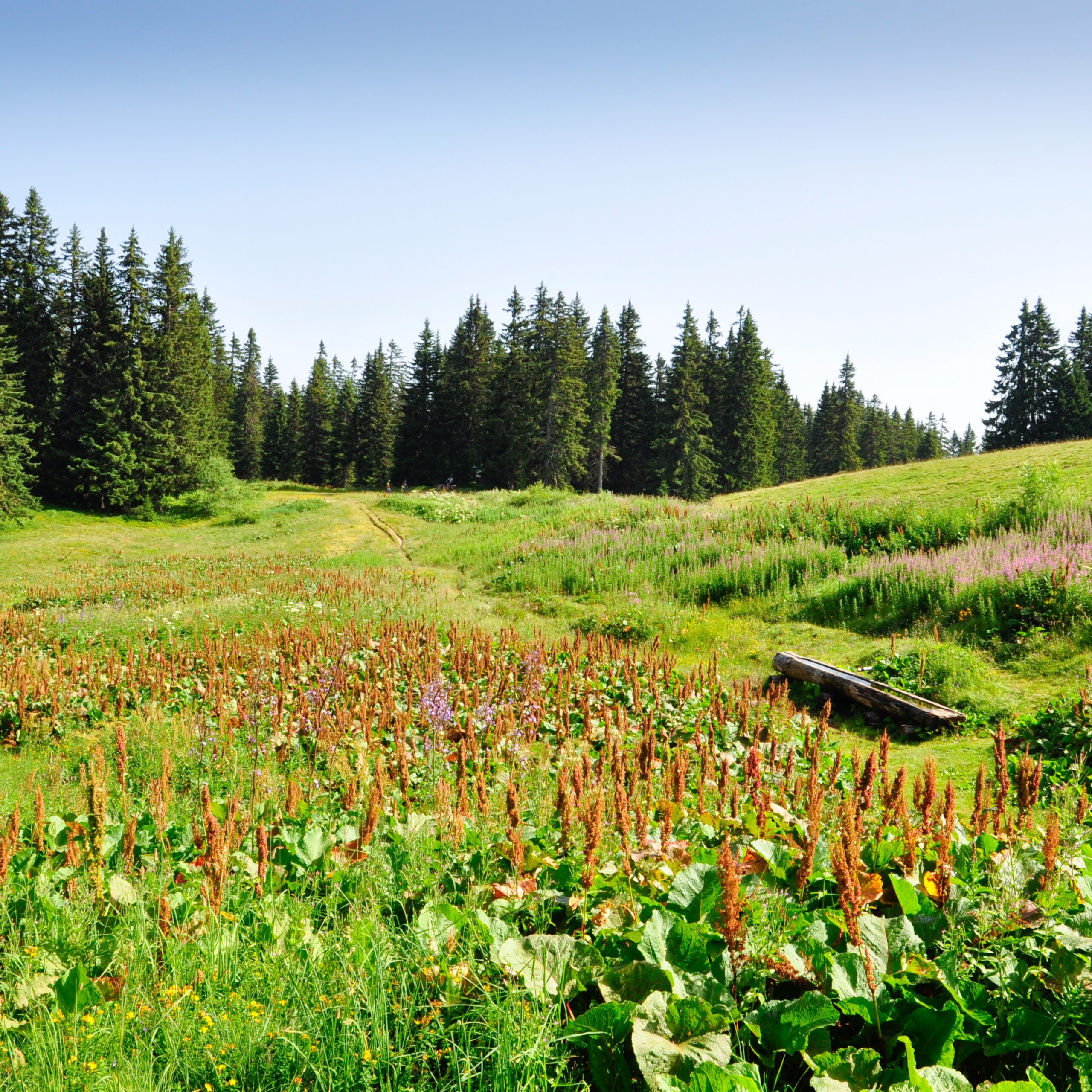 Les Saisies été